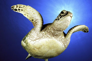 Coconut Coast Sea Turtle