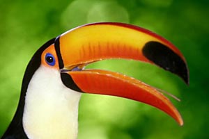 Toucan